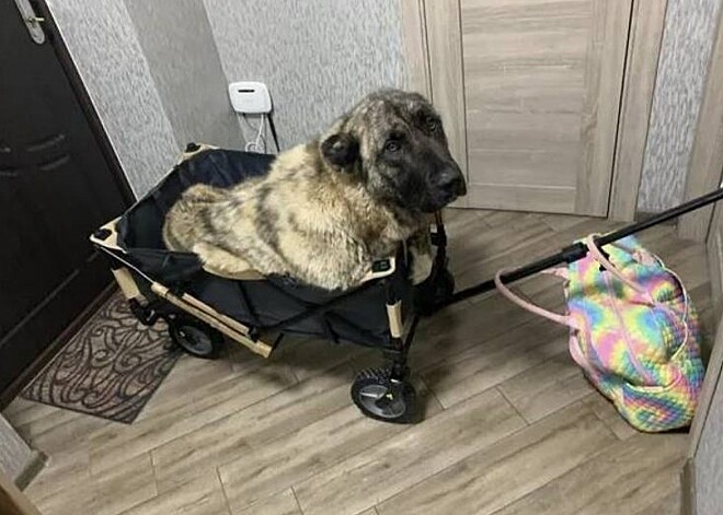 Cão que ficou tetraplégico por bala perdida na Ucrânia é resgatado
