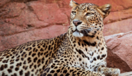 Grandes mamíferos perderam em média um terço de seu habitat original