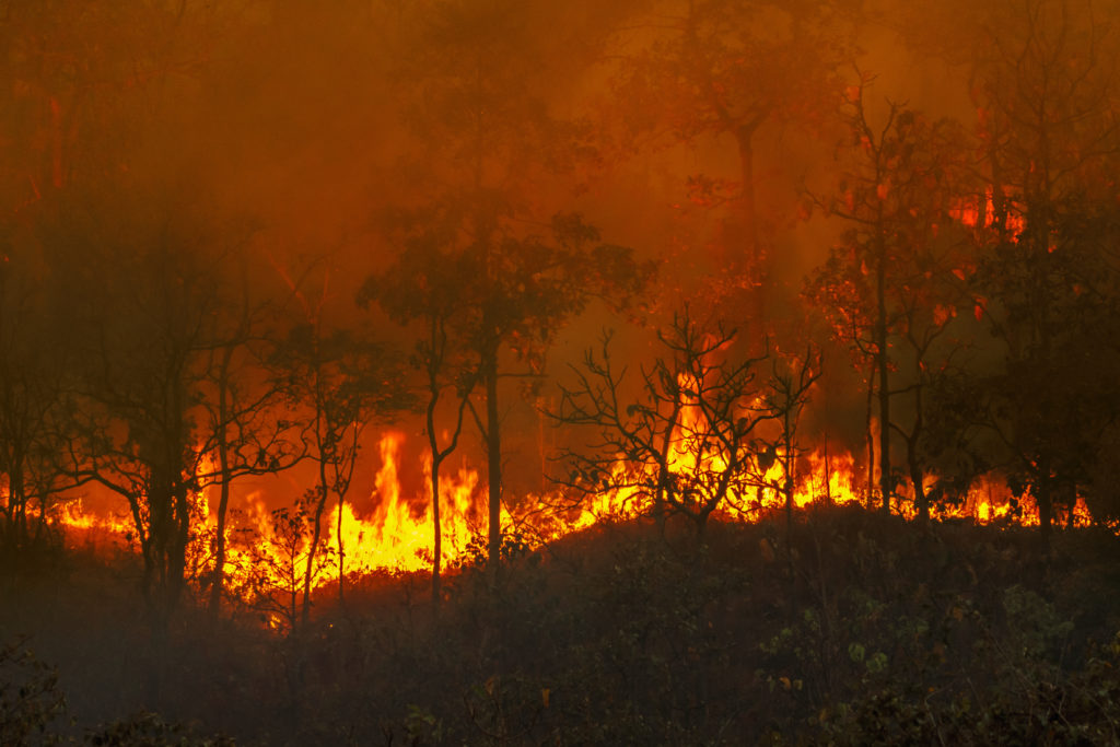 Amazônia tem o maior número de incêndios no mês de maio em 18 anos
