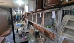Clínica veterinária tinha 17 animais mortos e cachorro em máquina de lavar
