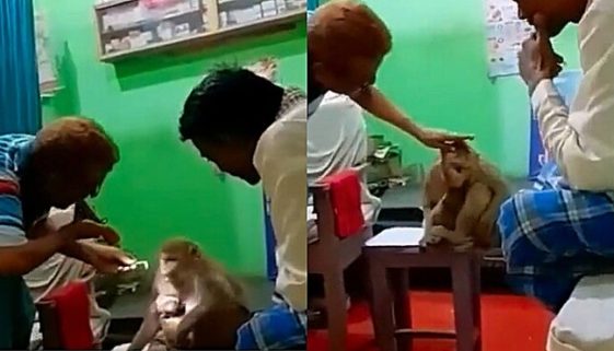 Macaca é ferida junto com filhote e busca ajuda em consultório médico