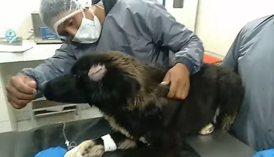 Cachorro leva facadas ao salvar tutora de feminicídio