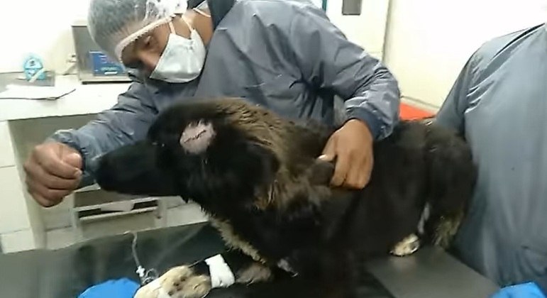 Cachorro leva facadas ao salvar tutora de feminicídio