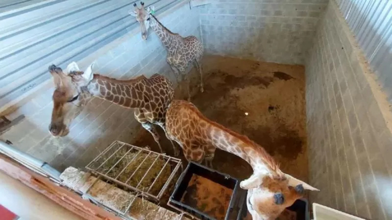 trafico de animais no Brasil girafas