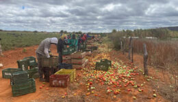 Foto de campo aberto com homens mexendo em caixas de plástico e papelão. Muitas frutas estão jogadas no chão, ao lado das caixas. O céu está encoberto de nuvens cinzas.