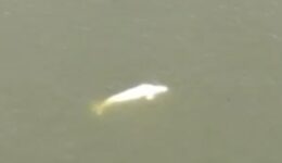 Baleia vista no rio Sena intriga cientistas e população francesa