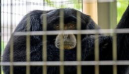 macaco