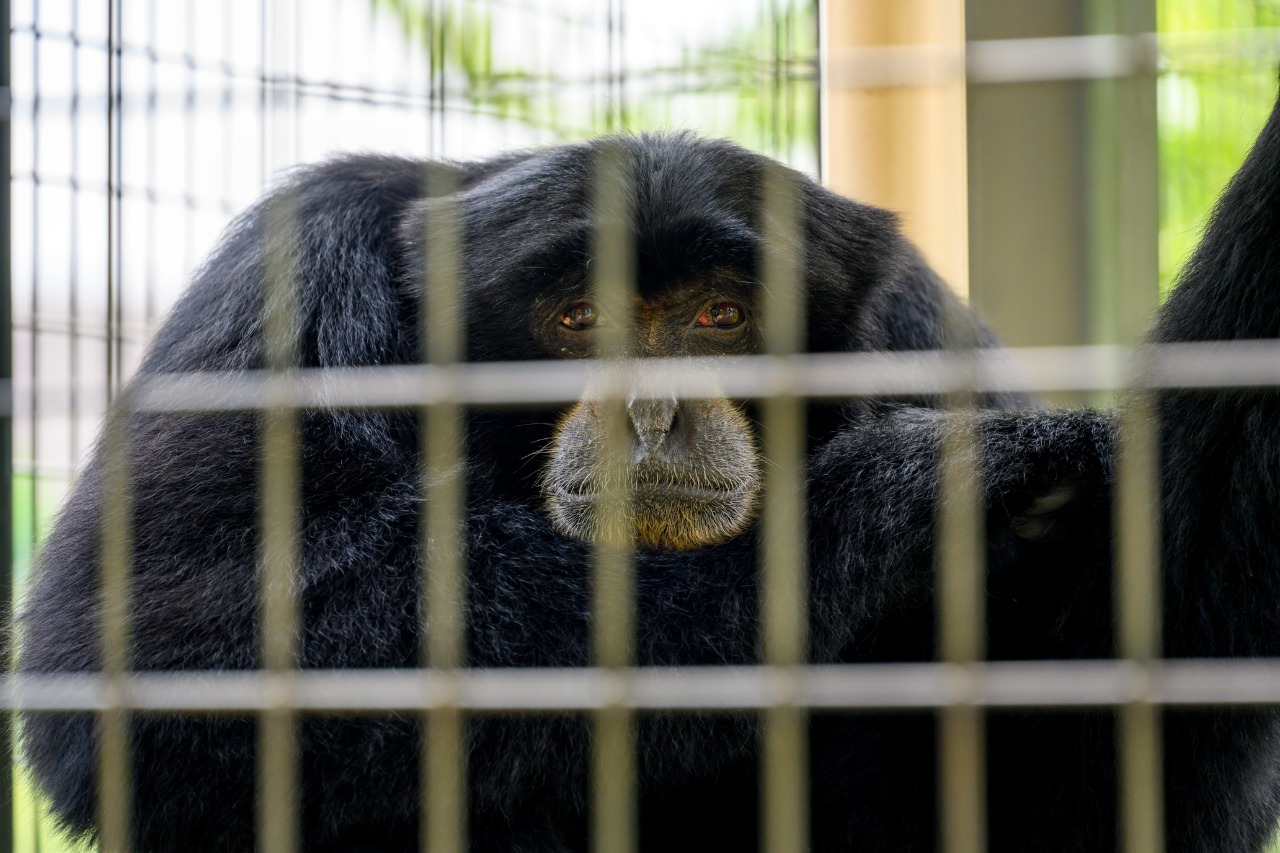 Macacos transmitem monkeypox? Entenda a relação do animal com a doença