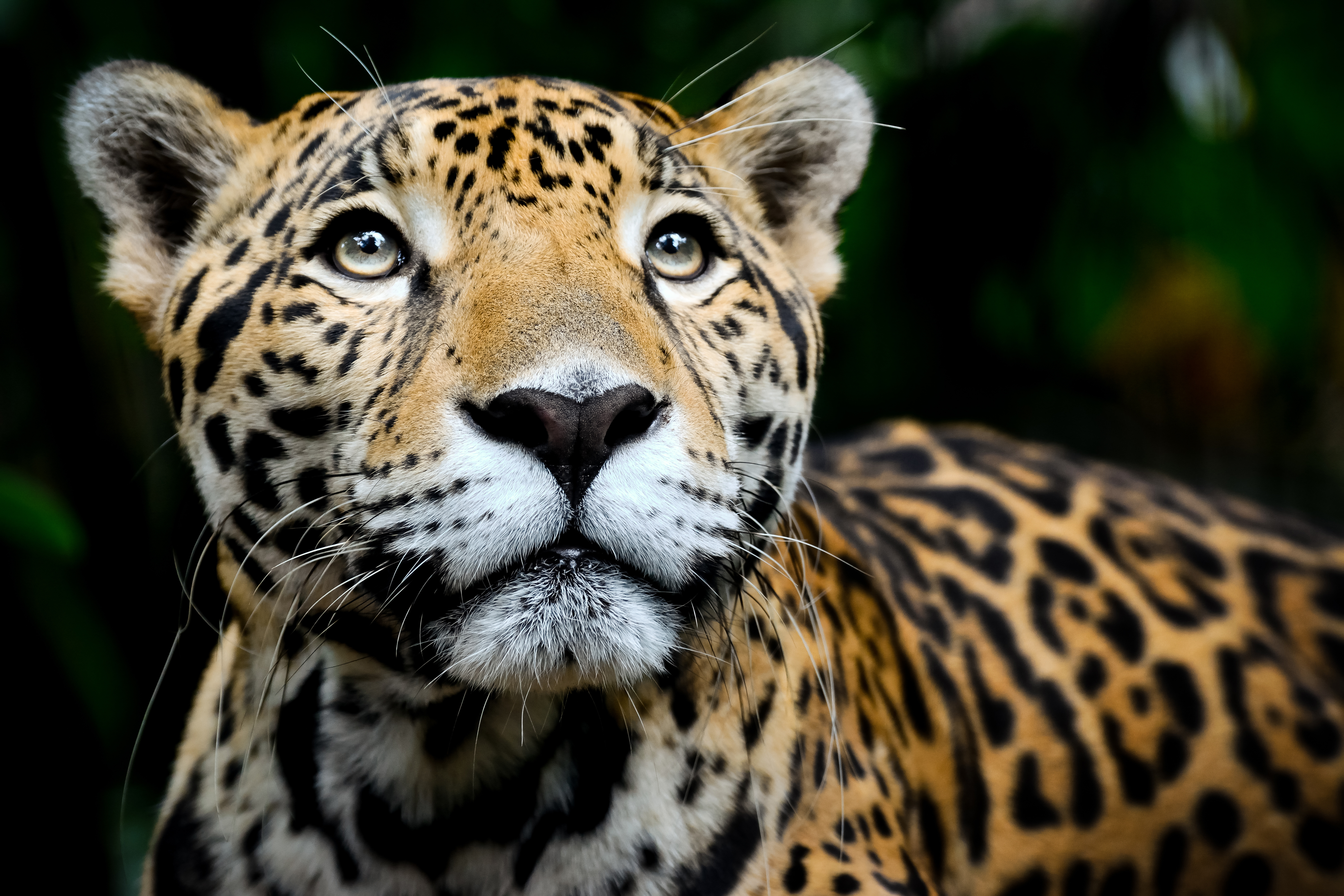 Estudo mostra redução de 94% nas populações de animais da América Latina