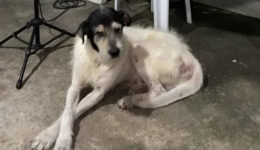 Homem tem prisão preventiva decretada após atropelar e matar cão de propósito