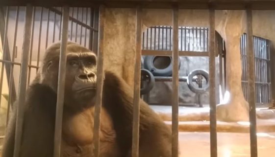 Ativistas lutam pela liberdade do gorila mais triste do mundo