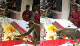 Macaco vai ao enterro do amigo humano e emociona a todos com seu carinho