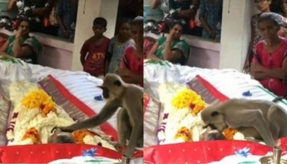 Macaco vai ao enterro do amigo humano e emociona a todos com seu carinho