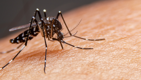 dengue Aedes aegypti