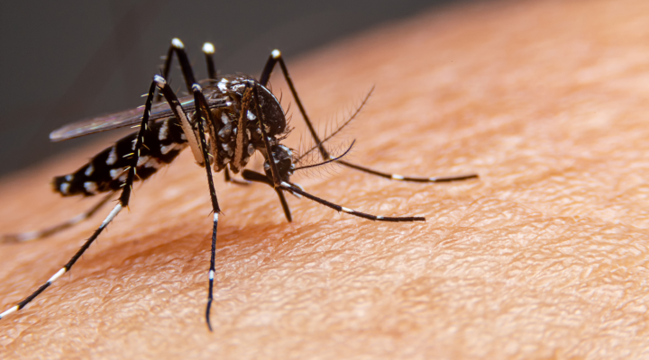 dengue Aedes aegypti