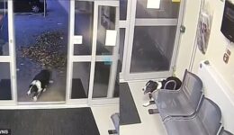 Cachorra perdida entra na delegacia à procura de ajuda