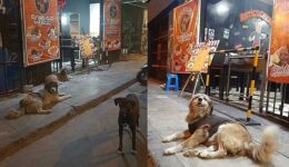Cães de rua vão a restaurante todos os dias para receberem refeições