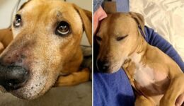 Cão resgatado em rinha supera trauma e volta a latir depois de 6 anos
