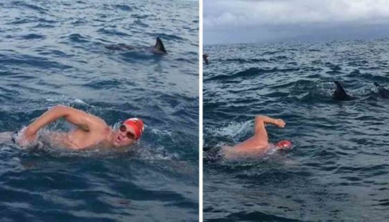 Golfinhos protegem nadador de ataque de tubarão branco