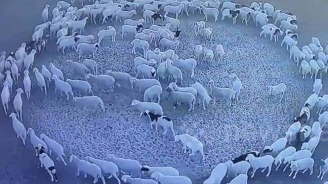 ovelhas em círculo