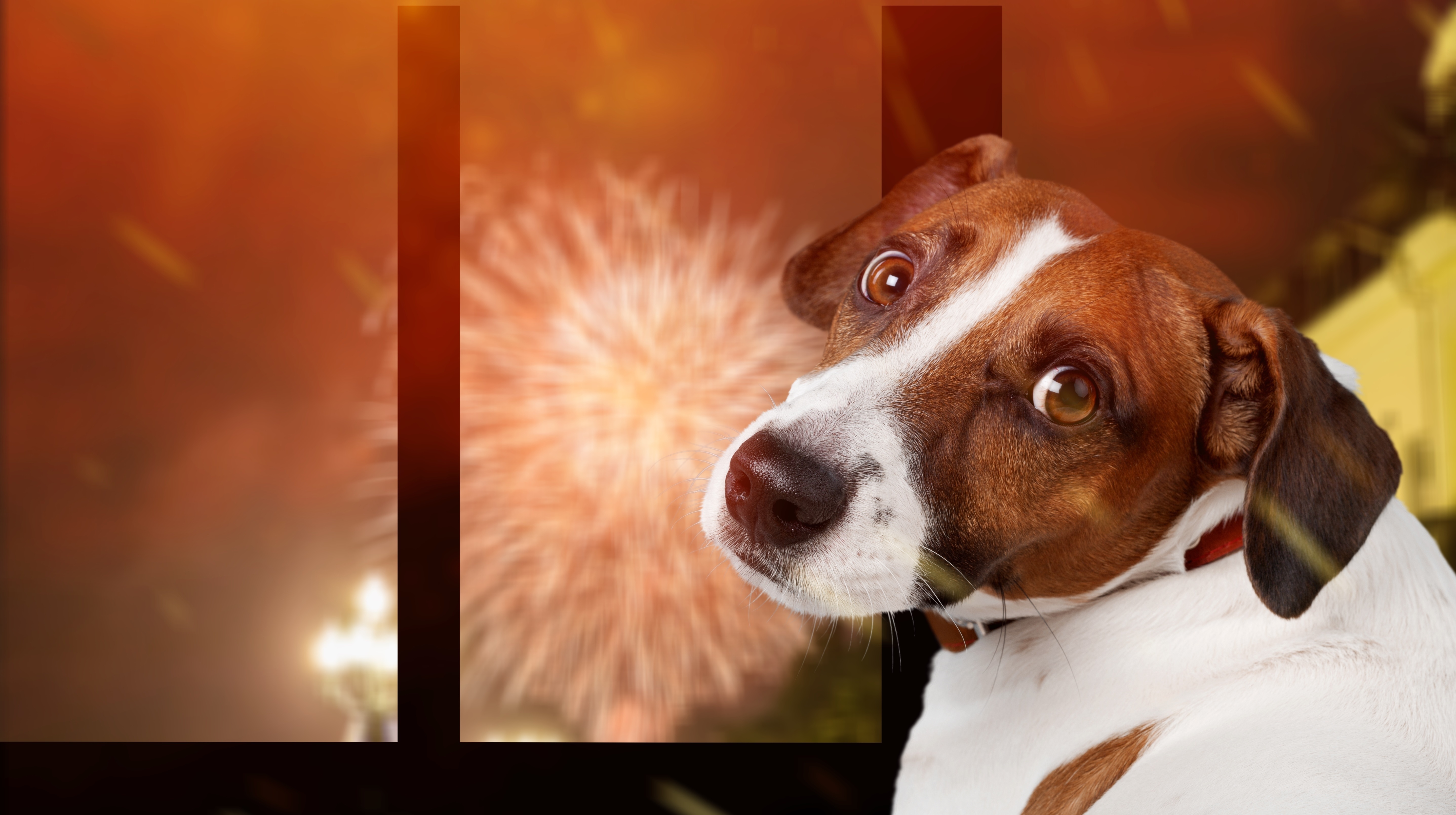 Com maior capacidade auditiva, cães sofrem com fogos de artifício