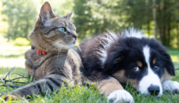animais de estimação