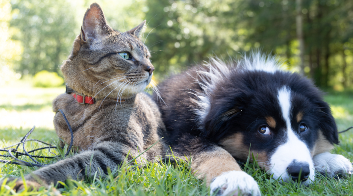 animais de estimação