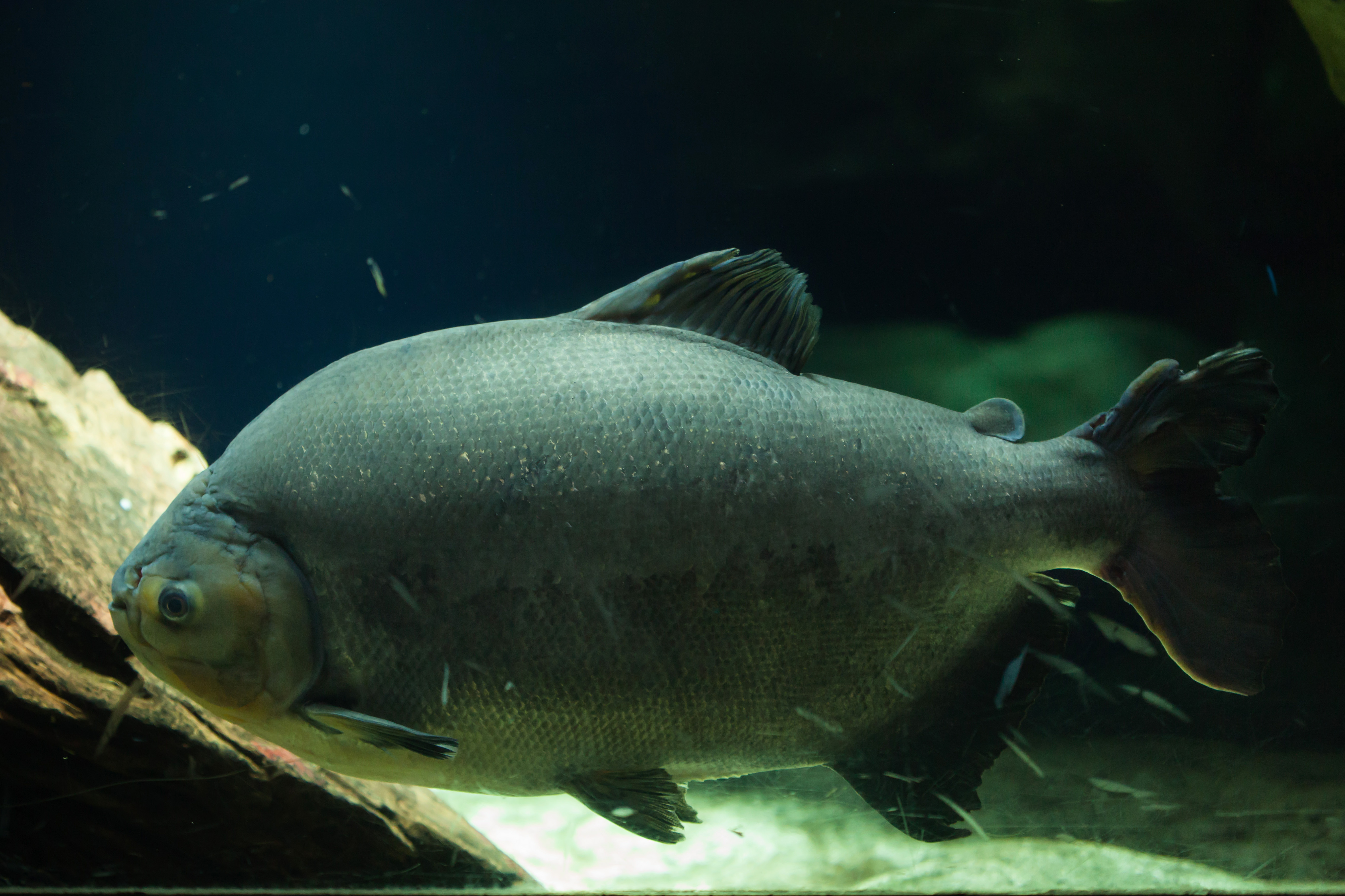 Como a China virou grande produtora de peixes amazônicos, superando o Brasil