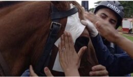 Cavalo agredido por golpistas precisa ser socorrido por ferimentos