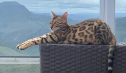 Gata perdida é confundida com onça e solta na mata por bombeiros