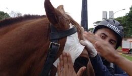Deputados querem proibir o uso de animais em ações policiais