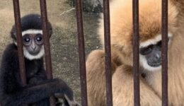 Zoológico desvenda mistério de macaca que engravidou vivendo isolada