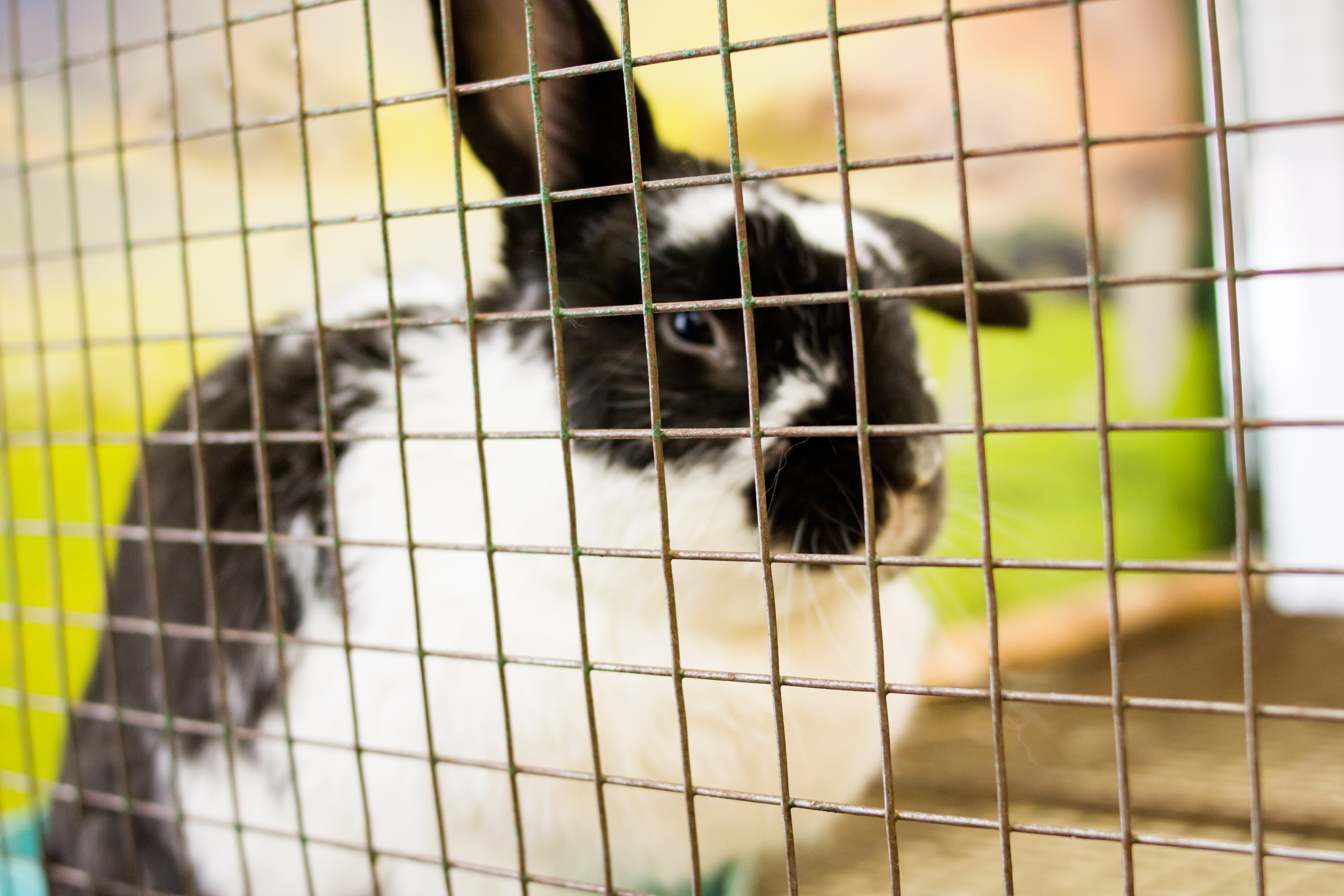 Brasil proíbe uso de animais em testes de cosméticos e produtos de higiene