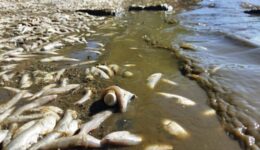 Milhares de peixes aparecem mortos em praia de Florianópolis