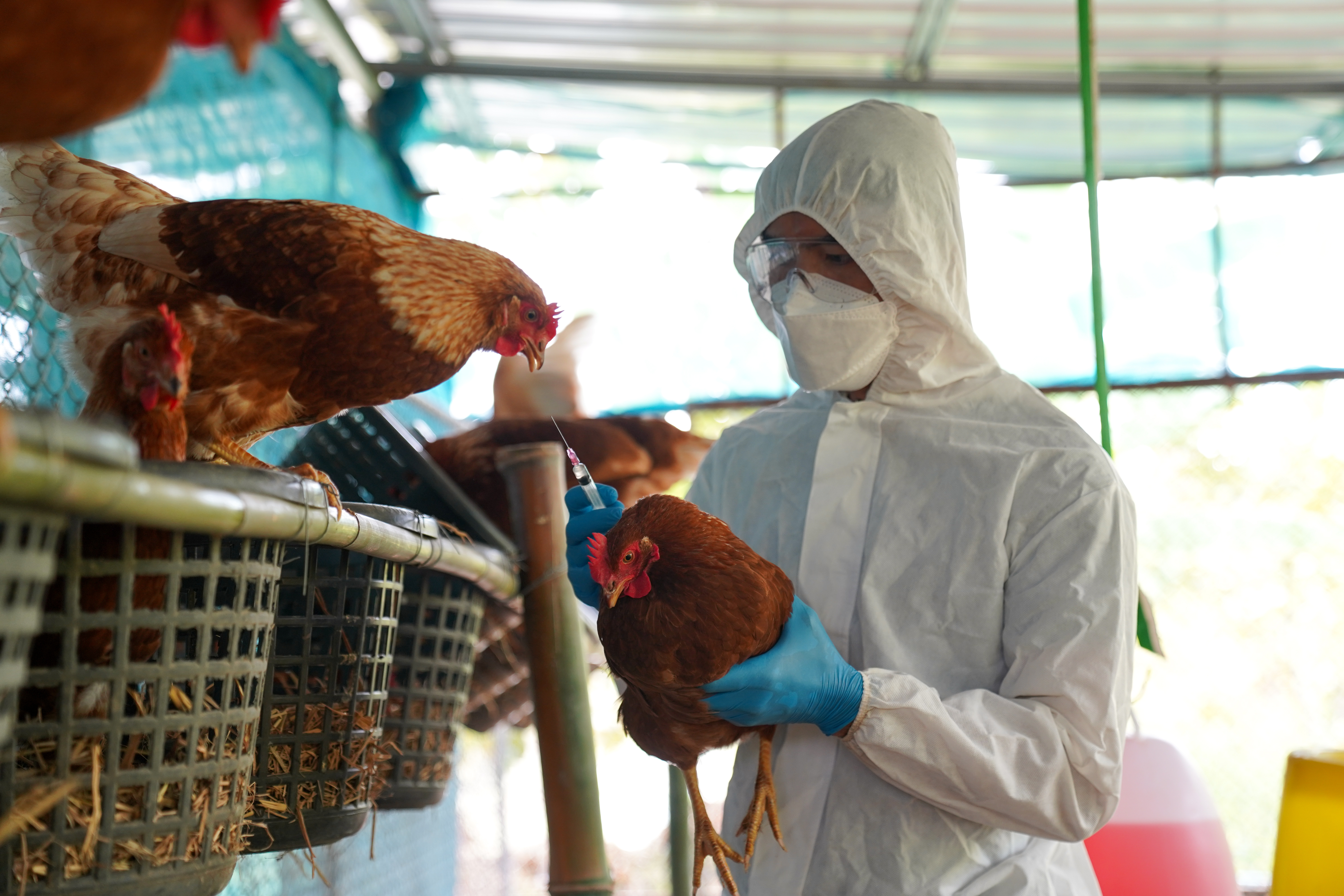 Preocupado com potencial pandêmico da gripe aviária, Butantan desenvolve vacina