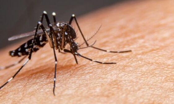 dengue