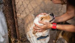 Alunos da USP realizam feira de adoção de pets no Butantã