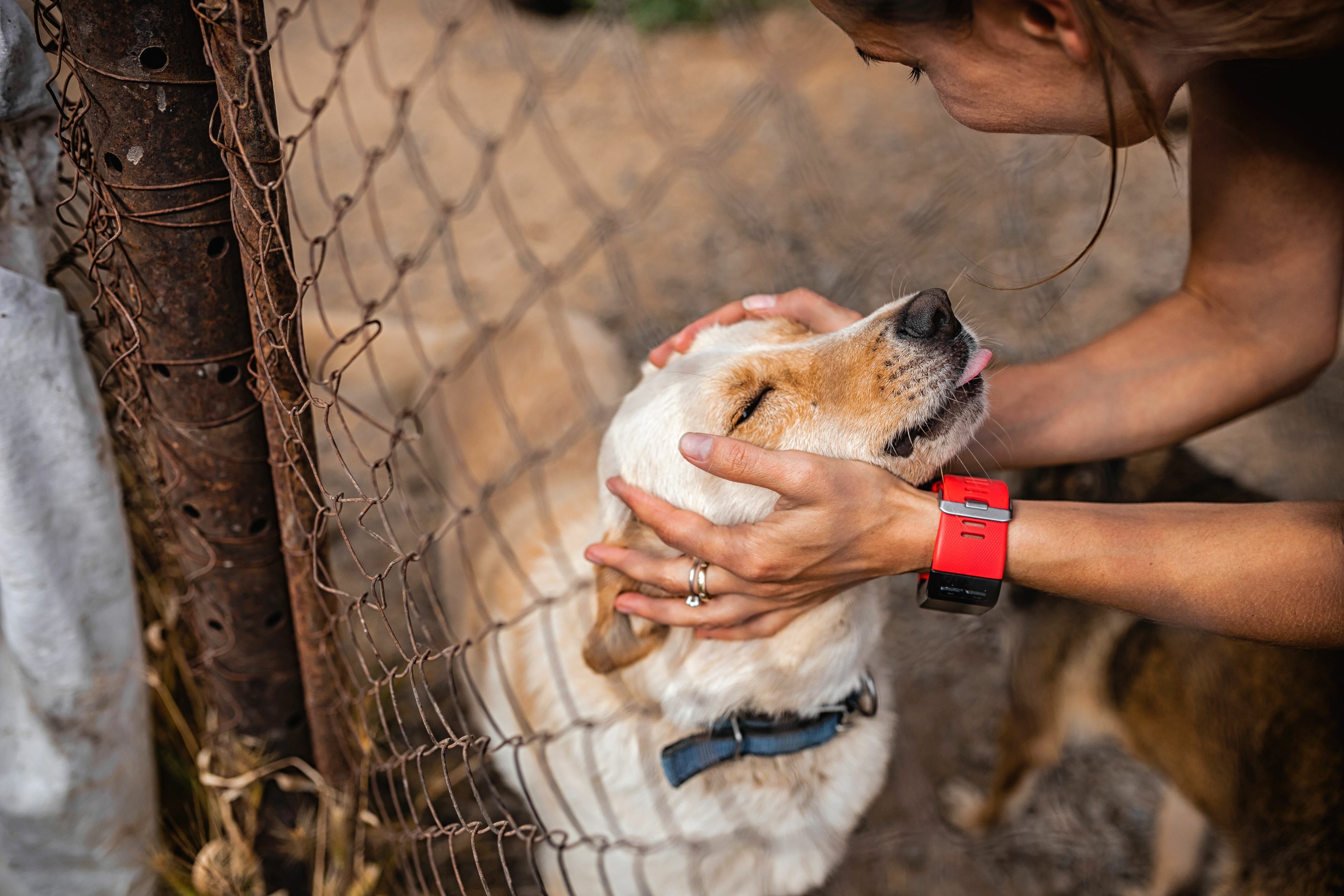 Aplicativo conecta ONGs a tutores para adoção responsável de cães