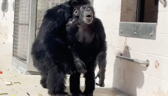 Chimpanzé emociona internet em vídeo vendo o céu pela primeira vez