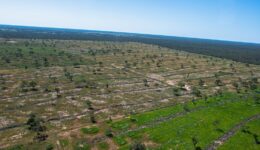 Desmatamento no Pantanal cresce quase 3 vezes em relação ao mesmo período de 2022