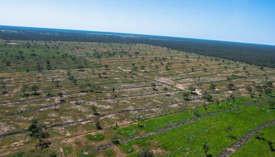 Desmatamento no Pantanal cresce quase 3 vezes em relação ao mesmo período de 2022