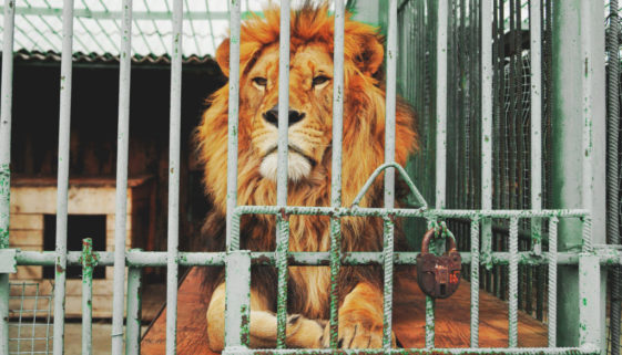 ONG pede à África do Sul que acabe com a cruel criação de leões