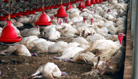 9 estados brasileiros declararam emergência por causa da gripe aviária