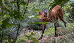 Brasil tem mais de 1.200 espécies de animais ameaçados de extinção