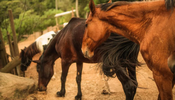 ONG resgata cavalos que sofrem maus-tratos e os coloca para adoção como pets