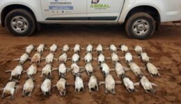 Mais de 440 pinguins são encontrados mortos em praias do litoral de SP