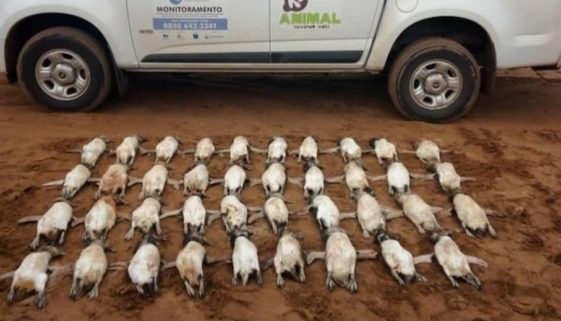 Mais de 440 pinguins são encontrados mortos em praias do litoral de SP