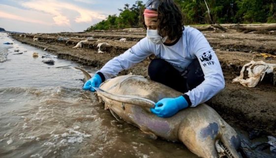 Seca na Amazônia: 125 botos são encontrados mortos no Lago Tefé