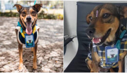 Cachorra que vivia nas ruas é adotada e vira funcionária de funerária