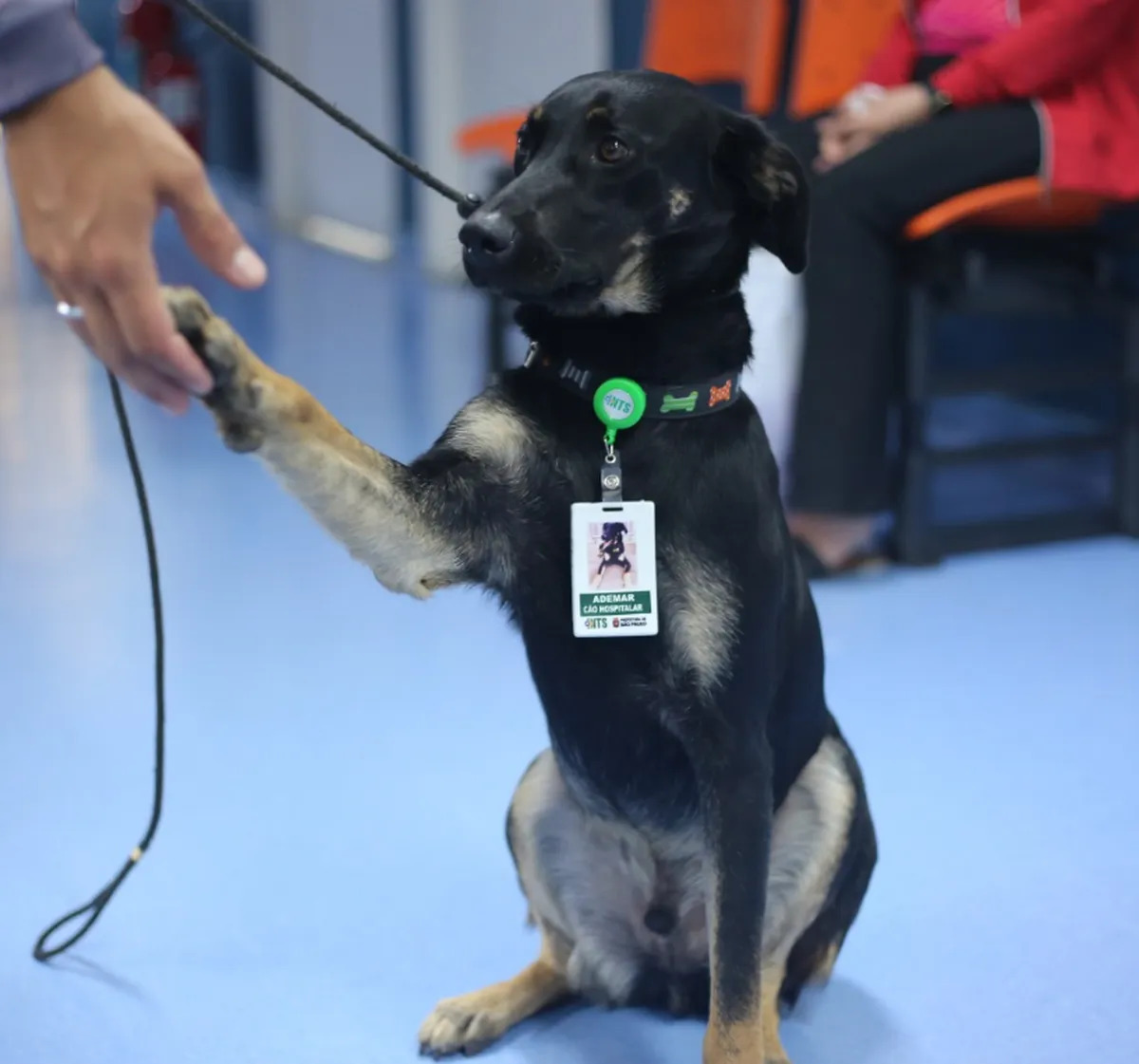 Vira-lata adotado se torna 1º 'cão hospitalar' da rede municipal de saúde em SP